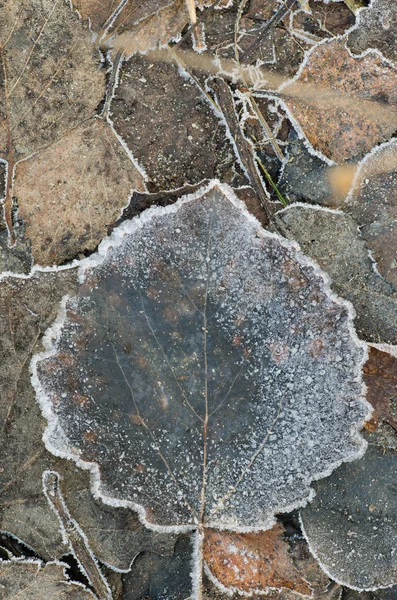 Autumn leaves under hoarfrost — Stock Photo, Image