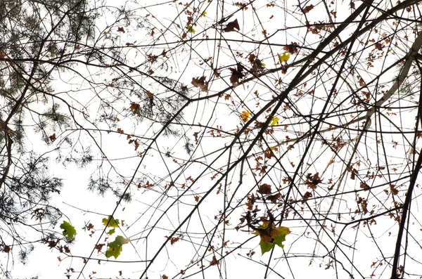 Tree branches — Stock Photo, Image