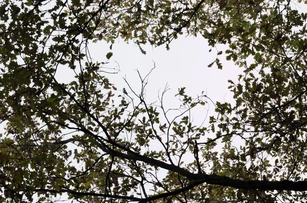 Tree branches — Stock Photo, Image