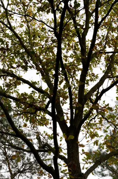 Větve stromu — Stock fotografie