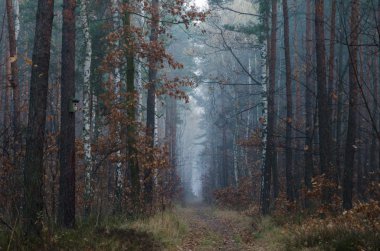 patika sabahı sonbahar ormandaki