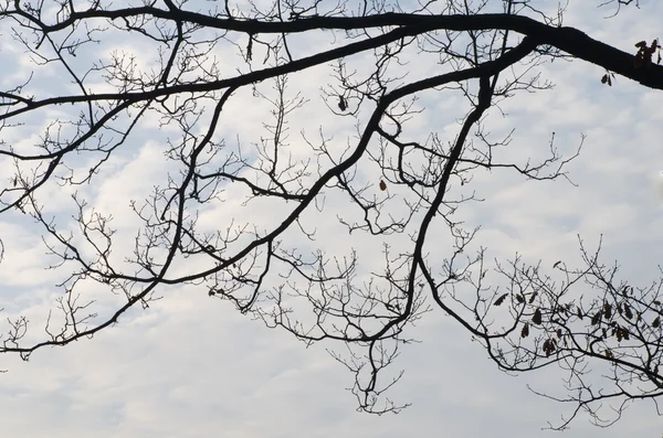 Branches d'arbres — Photo