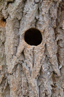 kuş yuva ağaç gövdesi delik 