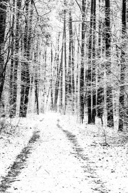 Kış patika karlı ormandaki