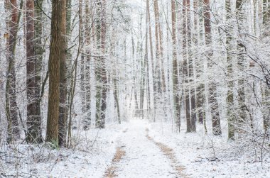Kış patika karlı ormandaki