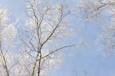 Mavi gökyüzü kar ile kaplı ağaç dalları 