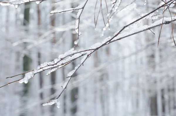 TWIG täckt med snö — Stockfoto