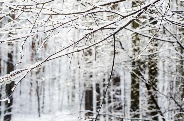 Gałązka, pokryte śniegiem — Zdjęcie stockowe