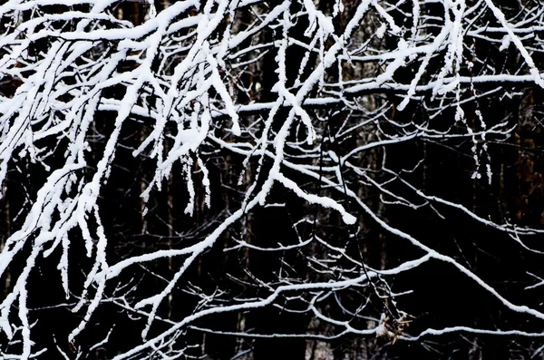 被雪覆盖的树枝 — 图库照片