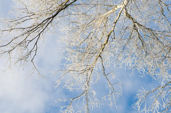 Ramos de árvores cobertos de neve contra o céu azul — Fotografia de Stock
