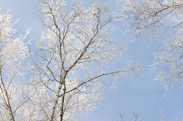 Gałęzie drzewa pokryte śniegiem przeciw błękitne niebo — Zdjęcie stockowe