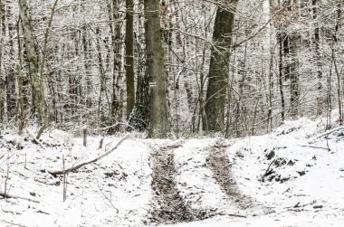 Kış yolu ormandaki karla kaplı