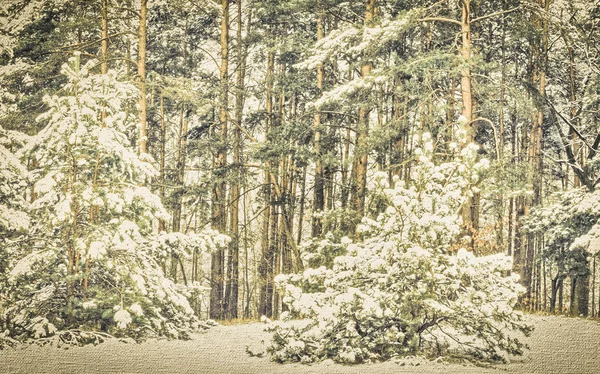 Pine forest  covered with snow — Stock Photo, Image