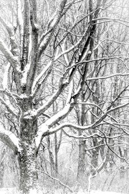 Kış parkında ağaçlar