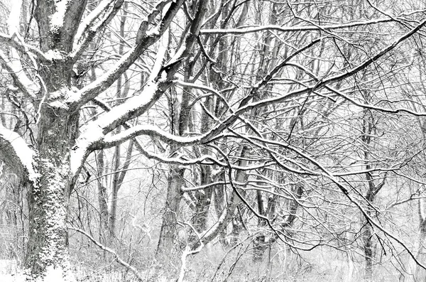 Drzewa w parku zimowym — Zdjęcie stockowe