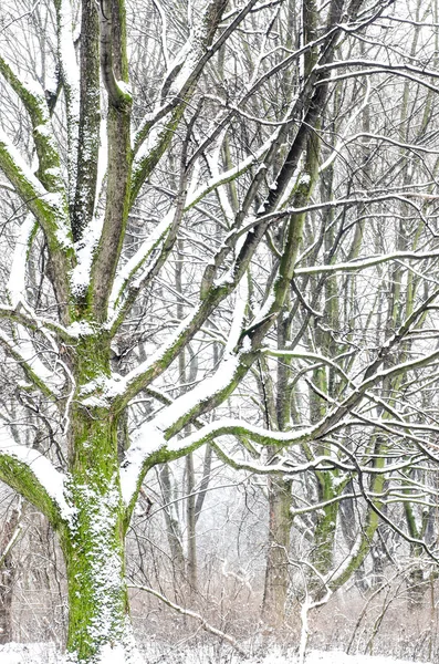 Trees in winter park — Stock Photo, Image