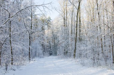 Güneşli bir günde kış ormanı 