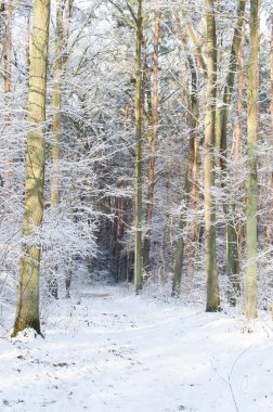 Güneşli bir günde kış ormanı 