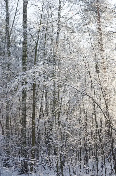 Zimowy las w słoneczny dzień — Zdjęcie stockowe