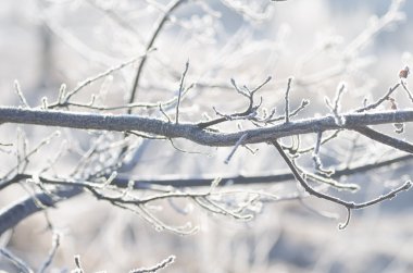 Frost'un üzerinde ağaç dalı closeup 