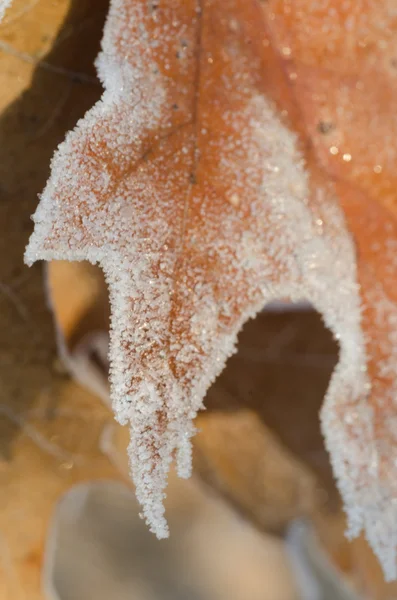 Closeup of frost on ak leaf — Stock Photo, Image