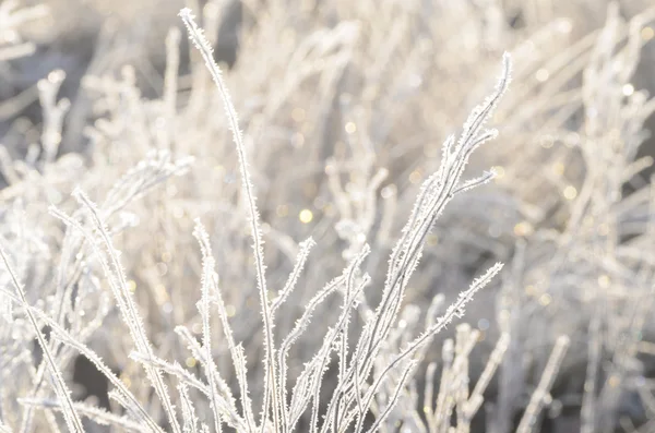 Closeup of frost on grass — Stock Photo, Image