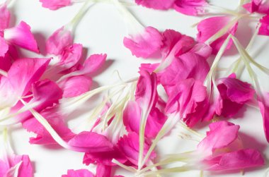 makro pembe çiçek yaprakları 