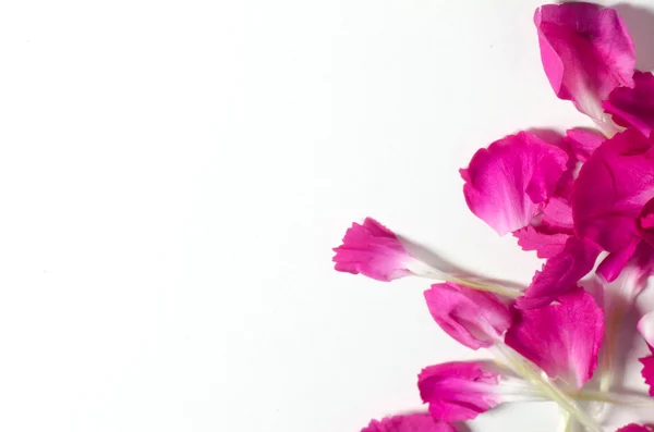 Макрос из розовых лепестков цветов — стоковое фото