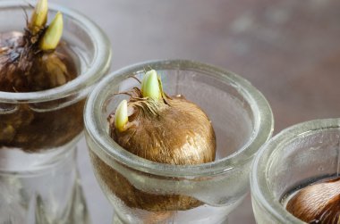 Çiğdem ampul Filiz makro