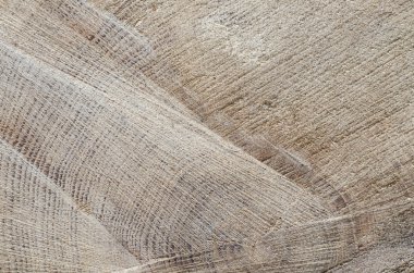 ağaç gövde ahşap arka plan kesmek