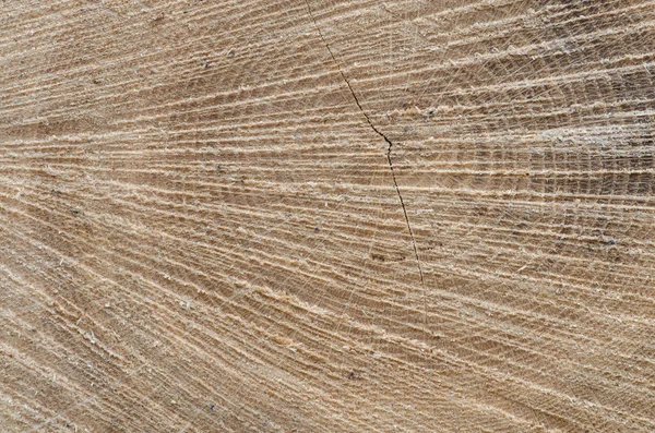 Tronco de árbol cortado fondo de madera — Foto de Stock