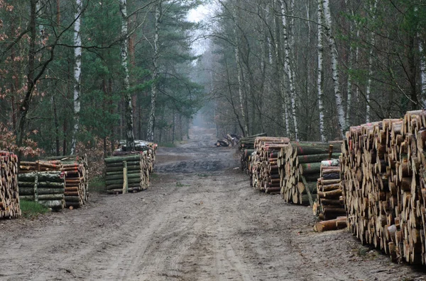 Strada di campagna nella foresta — Foto Stock