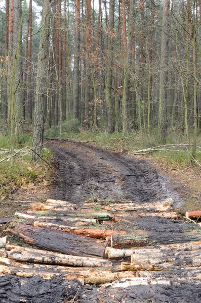 Сільська дорога в лісі — стокове фото