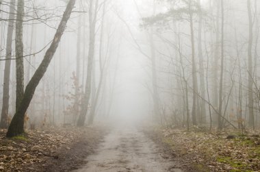 Sisin içinde orman yolu 