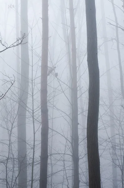 Alberi in nebbia mattina — Foto Stock