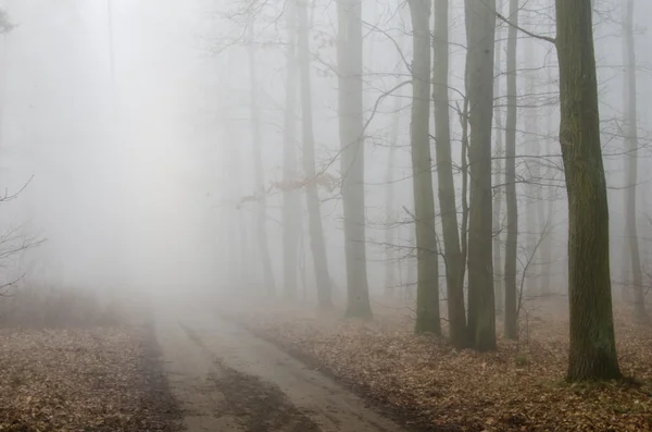 Bosque camino en la niebla — Foto de Stock