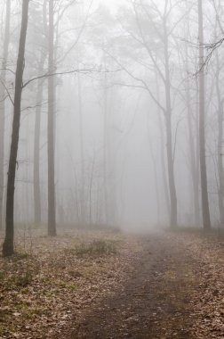 Sisin içinde orman yolu 