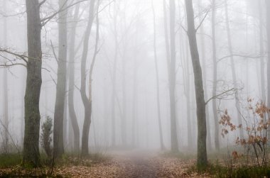 forest road in fog  clipart