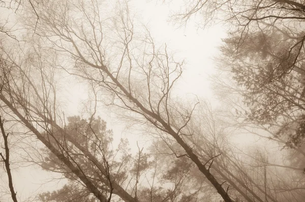 Tree branches in foggy morning — Stock Photo, Image