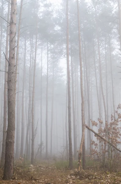 树木在雾蒙蒙的早晨 — 图库照片