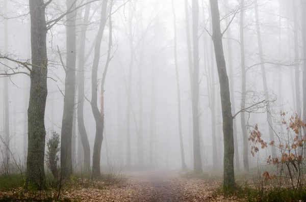 Strada forestale nella nebbia — Foto Stock