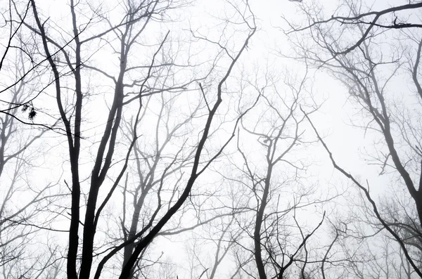 Tree branches in foggy morning — Stock Photo, Image