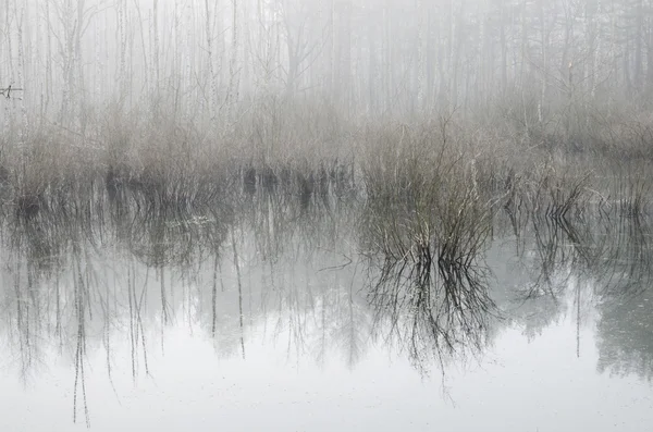 Marshland landscape — Stock Photo, Image