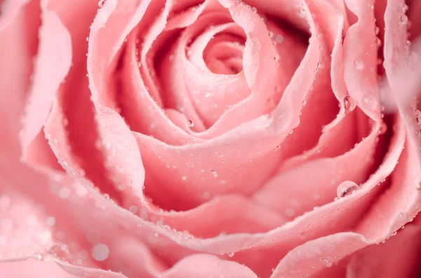 Macro of pink rose — Stock Photo, Image