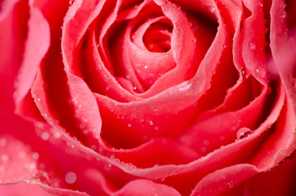 Μακροεντολής του κόκκινο τριαντάφυλλο — Φωτογραφία Αρχείου