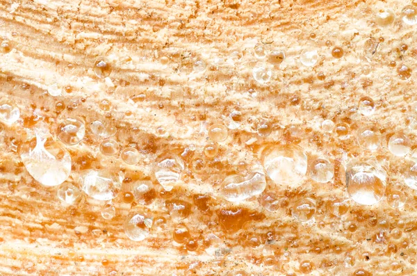 Капли сосновой смолы на рубленую древесину — стоковое фото