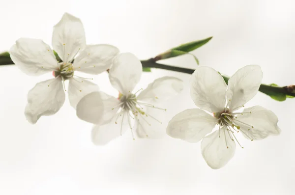 Plum tree blossom — Stock Photo, Image