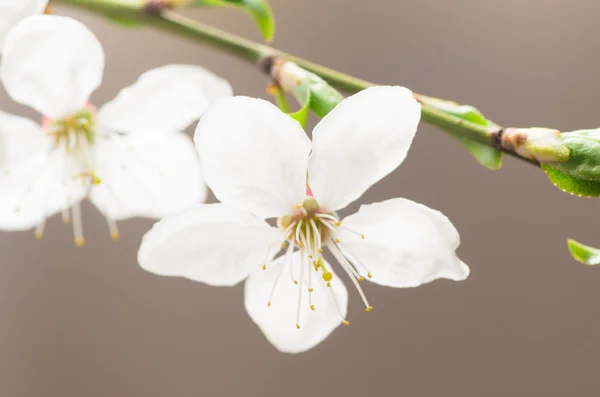 Plum tree blossom — Stock Photo, Image