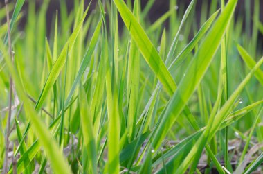 taze bahar yeşil çim portre 