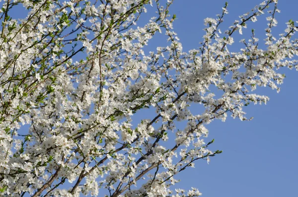 Branches de fleur d'arbre contre ciel bleu — Photo
